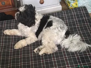 Mixed Breed dogs Small compact pug x lasso Apso - Advert 7