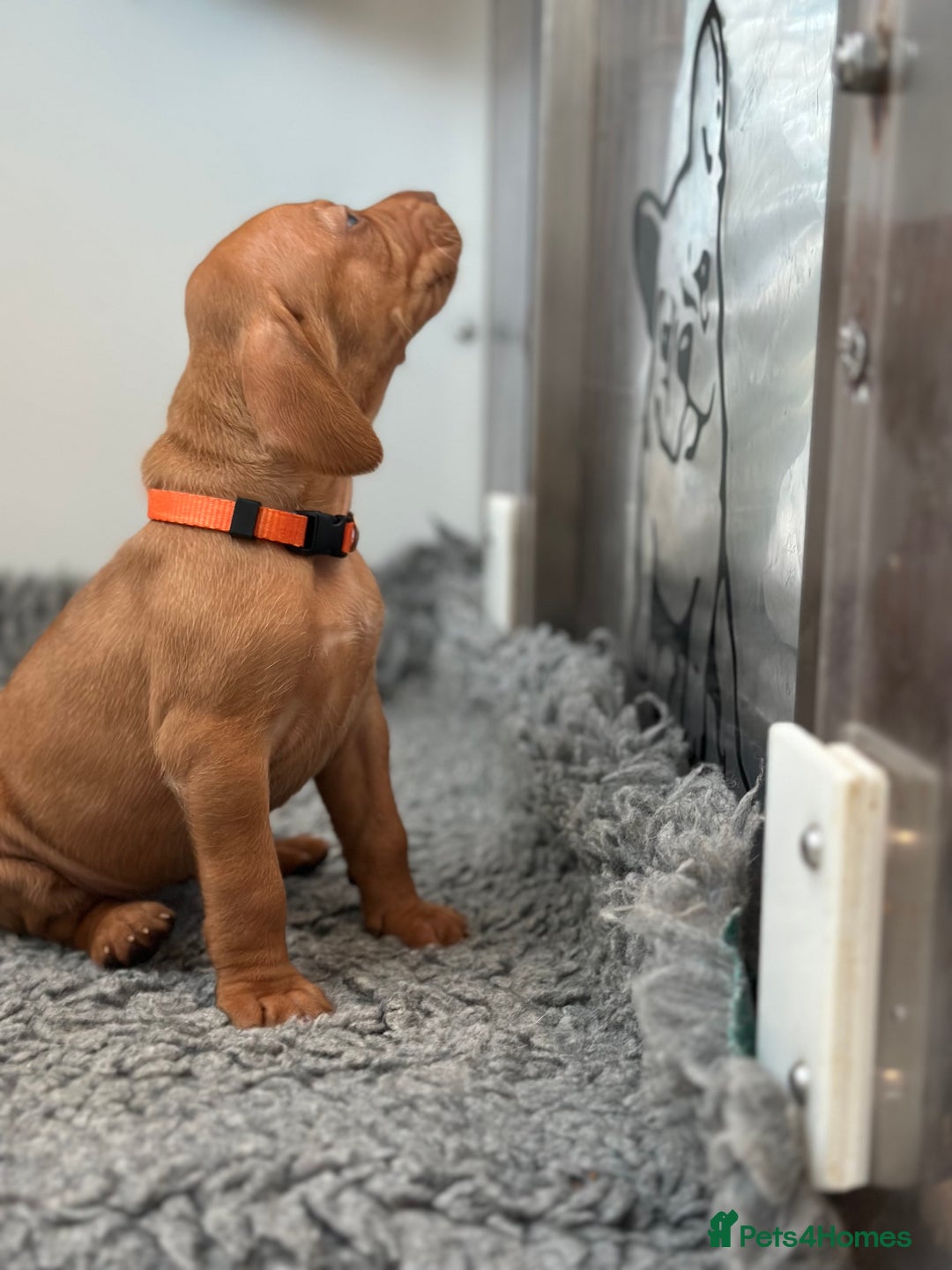 Hungarian Vizsla dogs for sale: Amazing Hungarian vizsla puppies - Image 20