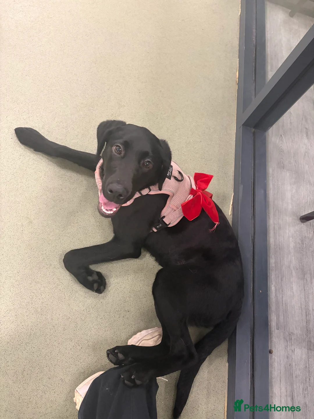 Labrador Retriever dogs for sale: 7-Month-Old KC Registered Labrador Retriever: Maia - Advert 5