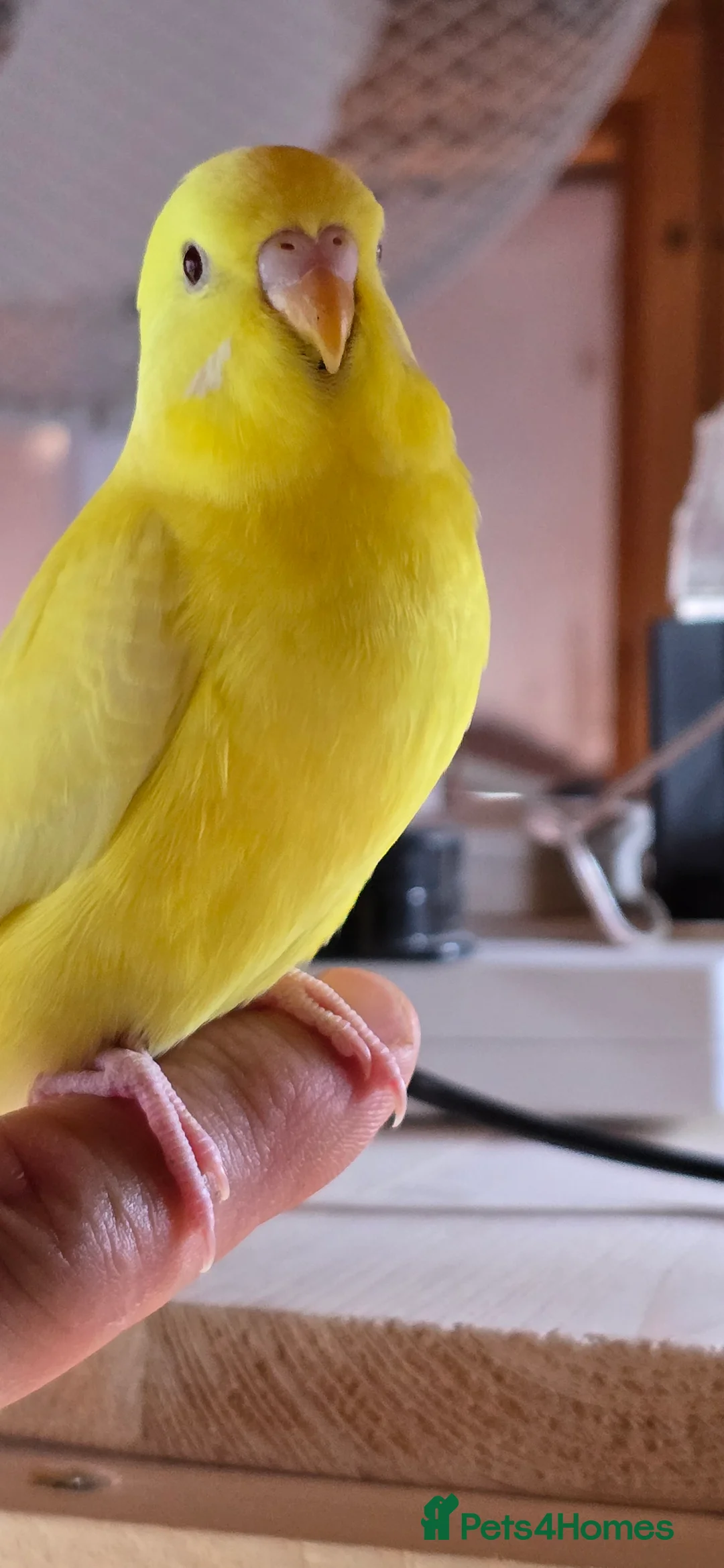 Budgerigars birds for sale: Male budgerigar. Lutino variety. - Advert 2