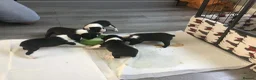 Boston Terrier dogs for sale: 5 BEAUTIFUL BOSTON TERRIER PUPPIES  - Advert 10