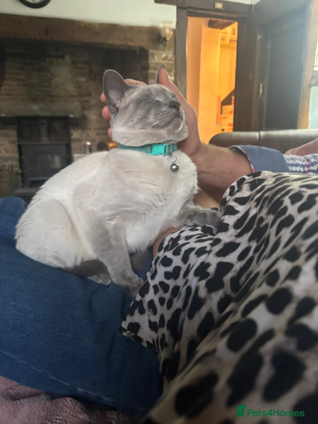 Siamese cats for sale: Pedigree quality kittens  in Longhope - Advert 28
