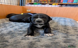 Mixed Breed dogs for sale: Dalmador Puppies for sale - Image 7