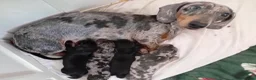 Dachshund dogs for sale: Minature sausage dogs x 2 males  - Advert 12