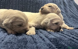 Golden Retriever dogs for sale: Health tested golden retrievers 🐶 - Image 6