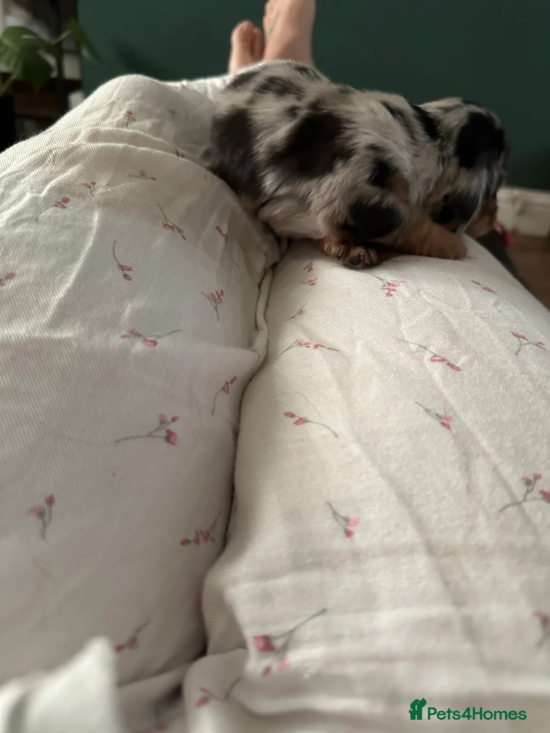 Miniature Dachshund dogs for sale: Longhairded dapple mini dachshunds  - Advert 5