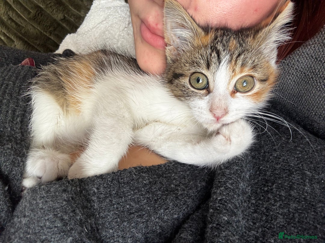 Domestic Shorthair cats for sale: Tabby kitten  - Advert 7