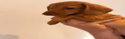 Dachshund dogs for sale: Miniature dachshund dapple boy and caramel girl - Advert 17