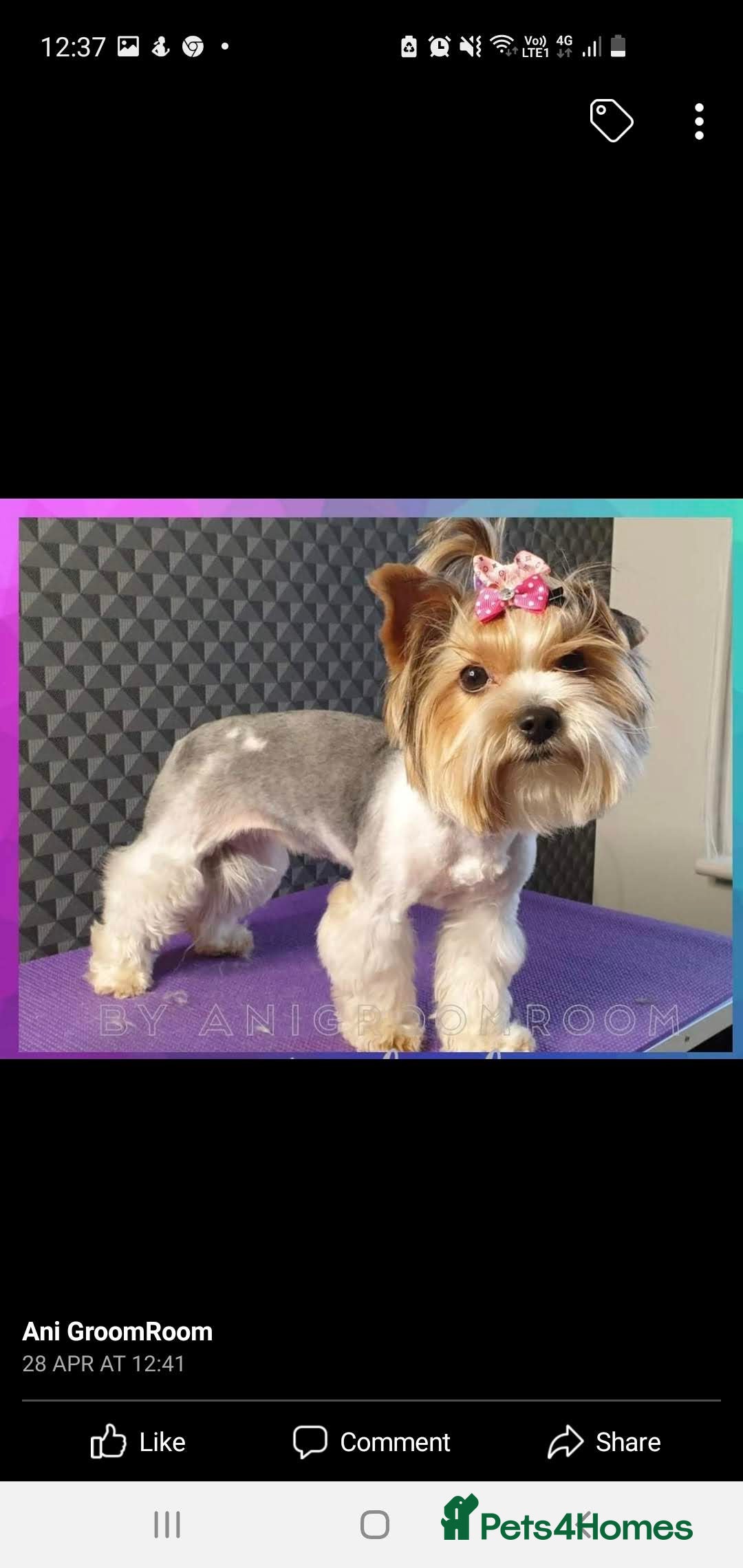 Biewer Terrier dogs for sale: Beautiful Biewer Yorkshire terriers Puppies  - Advert 2