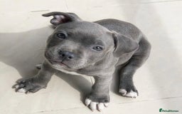 Staffordshire Bull Terrier dogs for sale: Staffordshire bull terrier babies - Image 4