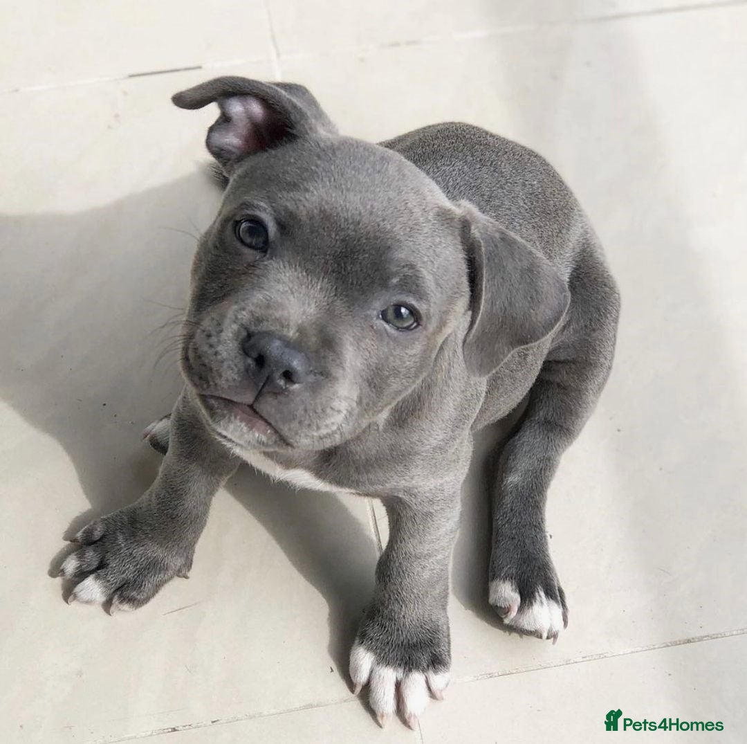 Staffordshire Bull Terrier dogs for sale: Staffordshire bull terrier babies - Image 4
