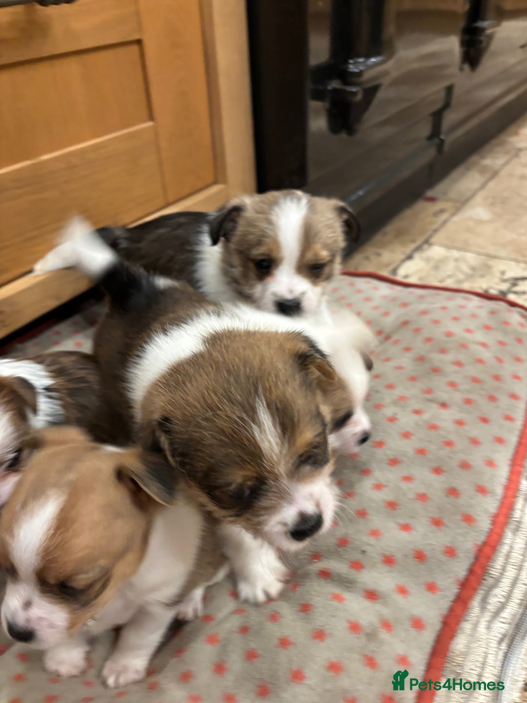 Mixed Breed dogs for sale: Adorable Puppies! - Advert 10