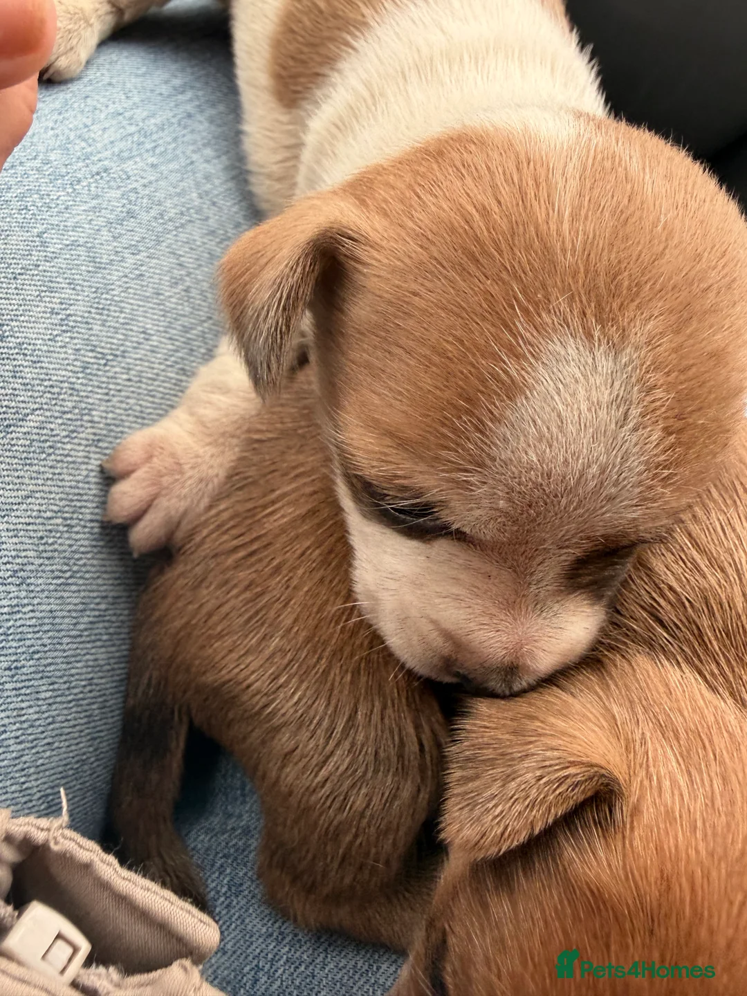 Jack Russell dogs for sale: Jack Russell  - Advert 3