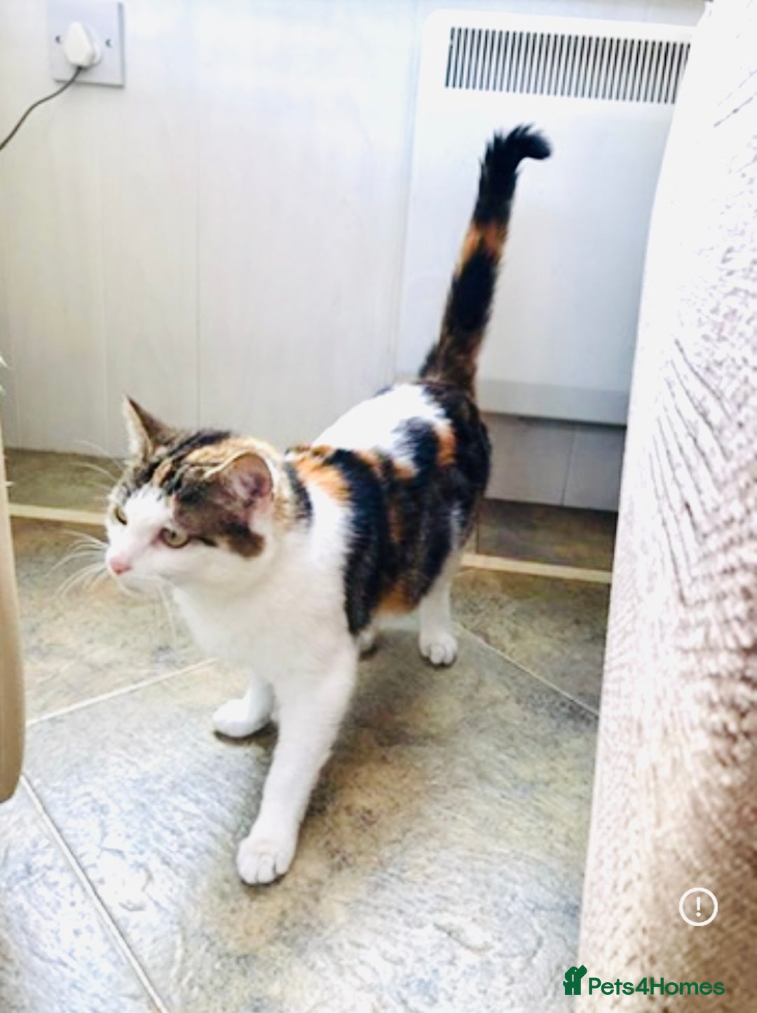 British Longhair cats for sale: One Ginger Kitten 🐾 - Image 2