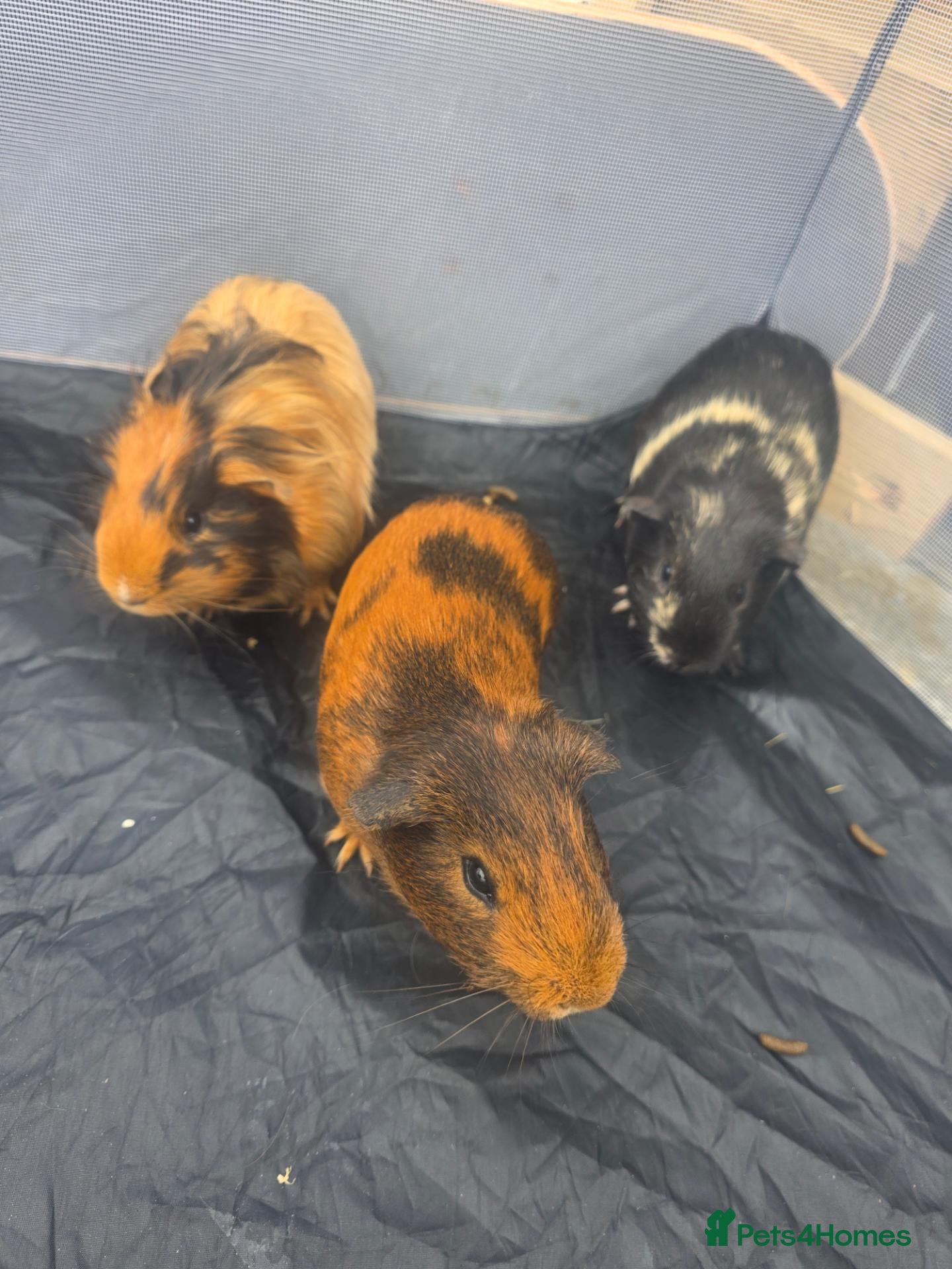 Guinea Pig rodents 3x male guinea pigs  - Advert 1