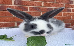 Mixed Breed rabbits for sale: Stunning Mixed Breed Rabbits  - Image 3