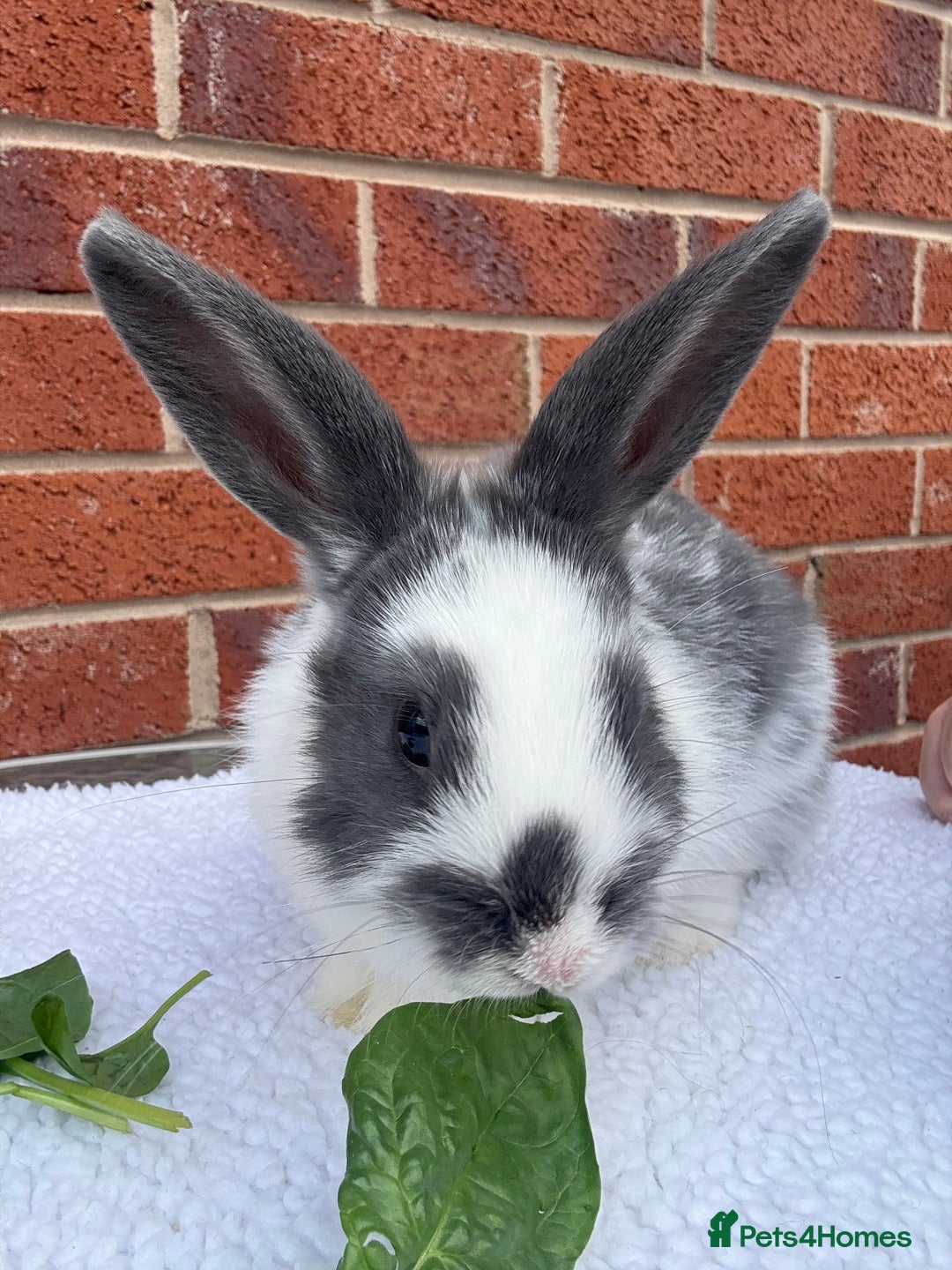 Mixed Breed rabbits for sale: Stunning Mixed Breed Rabbits  - Image 3