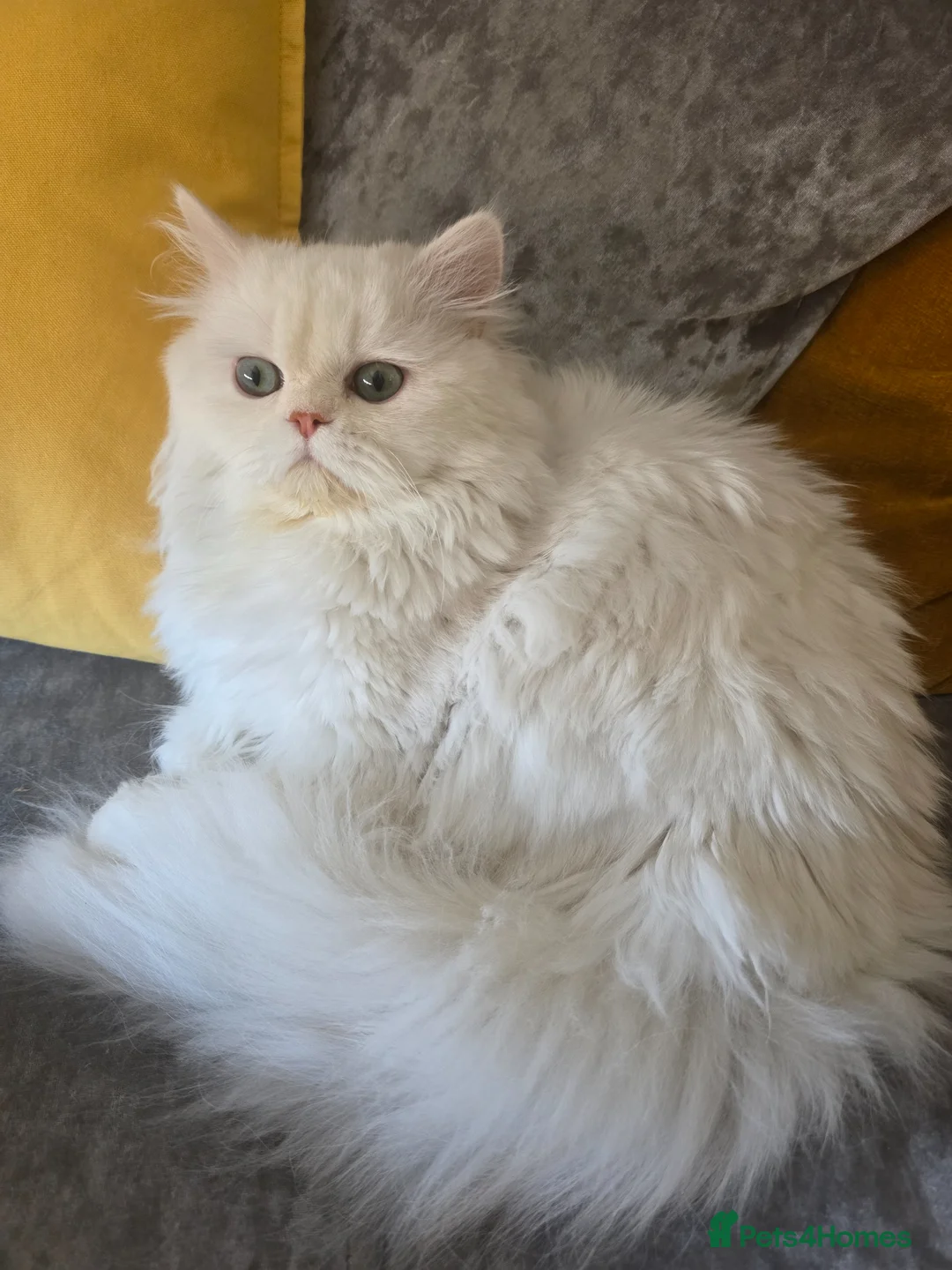 Persian cats for sale: ✨ Loving 10‑Month‑Old Cat Looking for a New Home ✨ in Bridgend - Advert 1