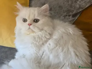 Persian cats ✨ Loving 10‑Month‑Old Cat Looking for a New Home ✨ - Advert 5