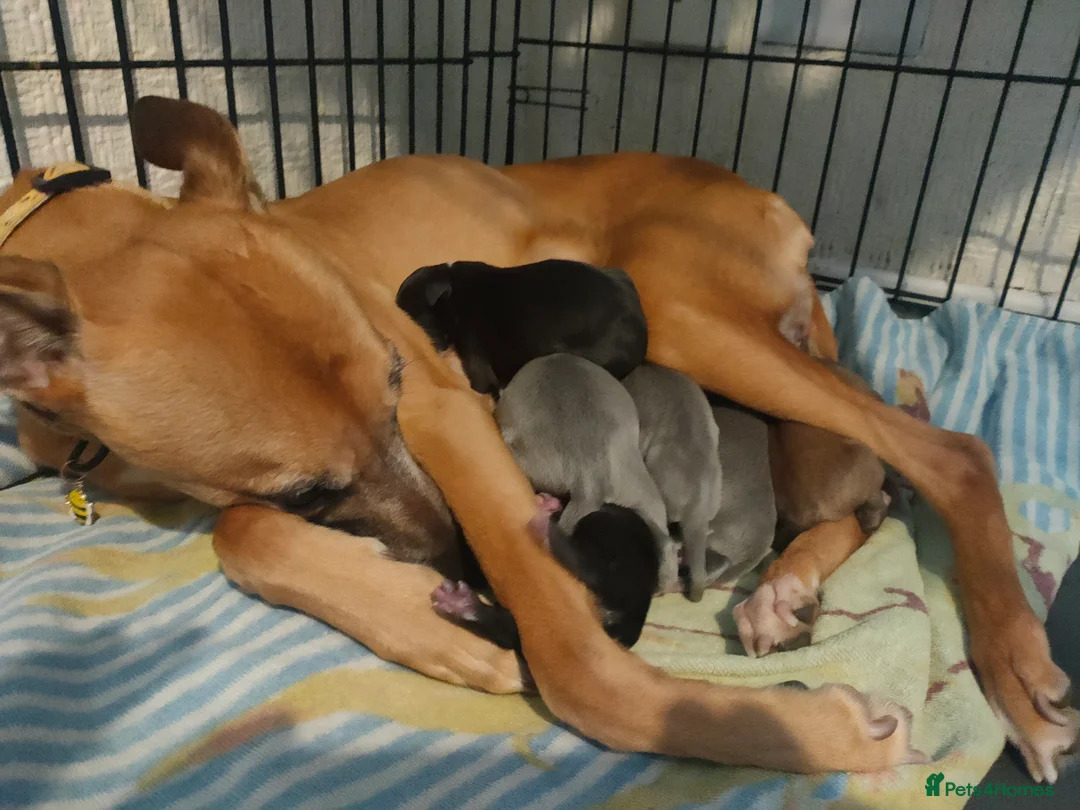 Whippet dogs for sale: Whippet puppies  - Advert 11