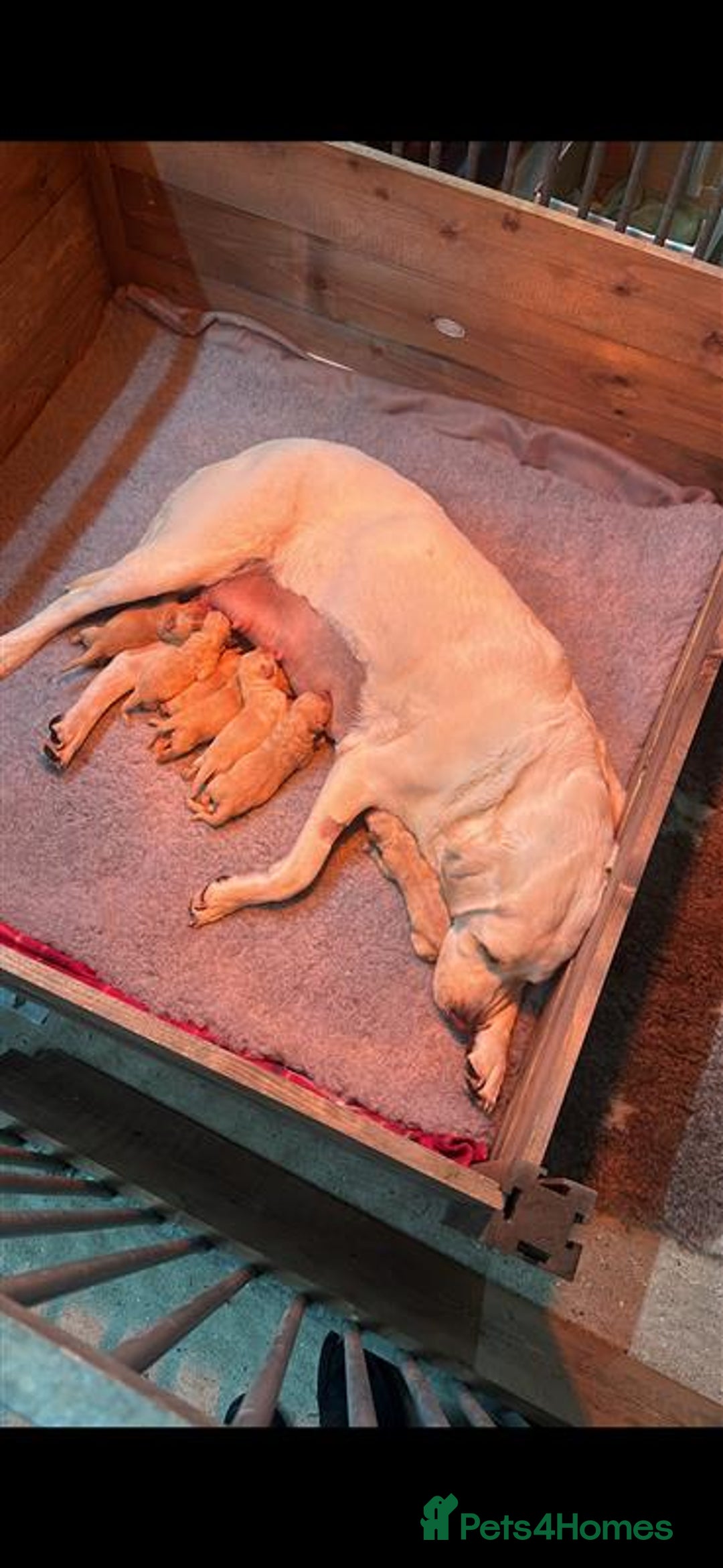 Labrador Retriever dogs for sale: Labrador Puppies Looking for Their Forever Homes!  - Image 2