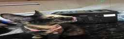 Mixed Breed cats for sale: Tortoiseshell Female Kitten For Rehome  - Advert 8