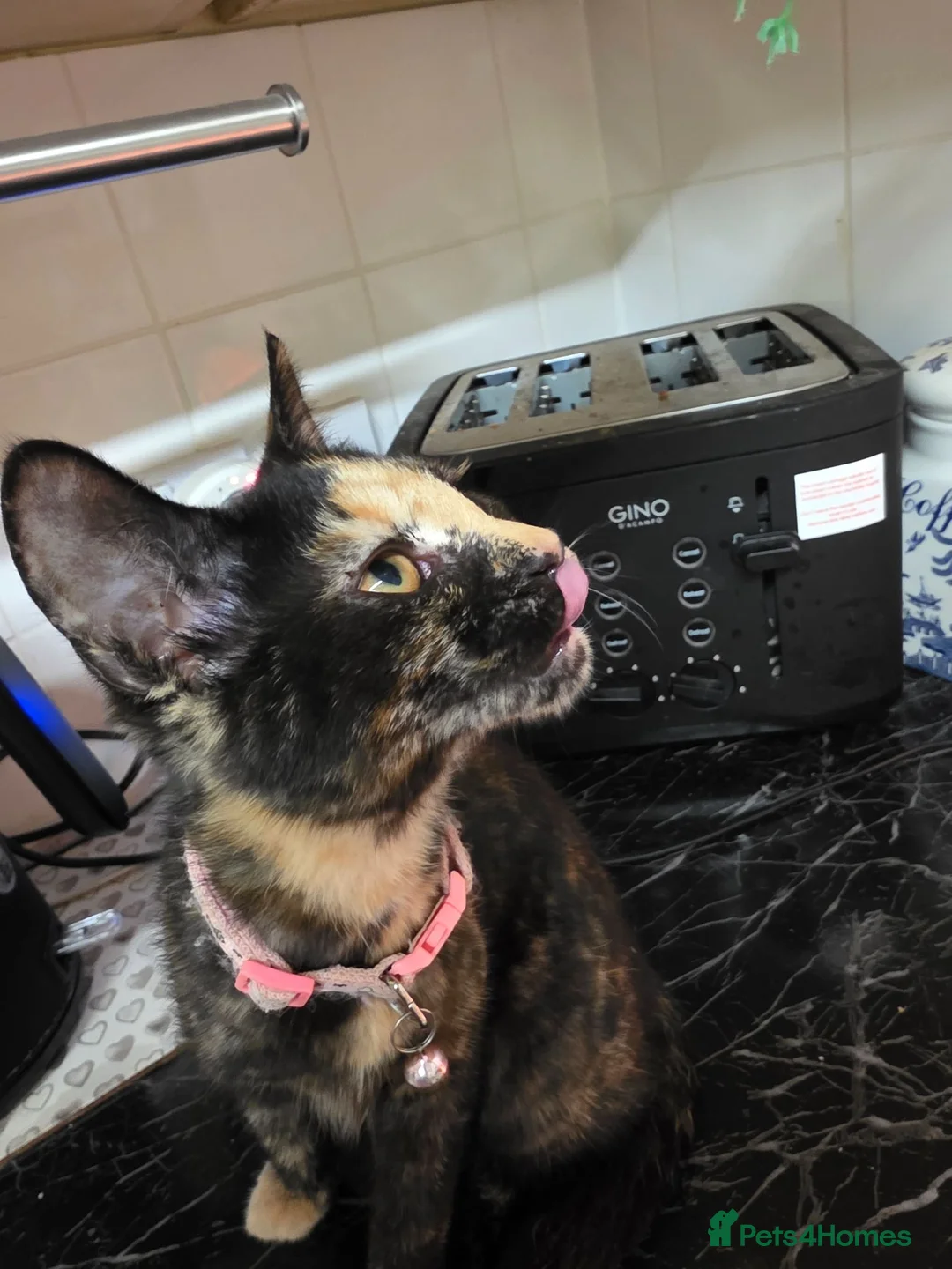 Mixed Breed cats for sale: Tortoiseshell Female Kitten For Rehome  - Advert 8