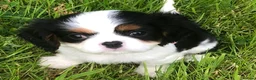 Cavalier King Charles Spaniel dogs for sale: Cavalier King Charles puppies  in Warrington - Advert 11