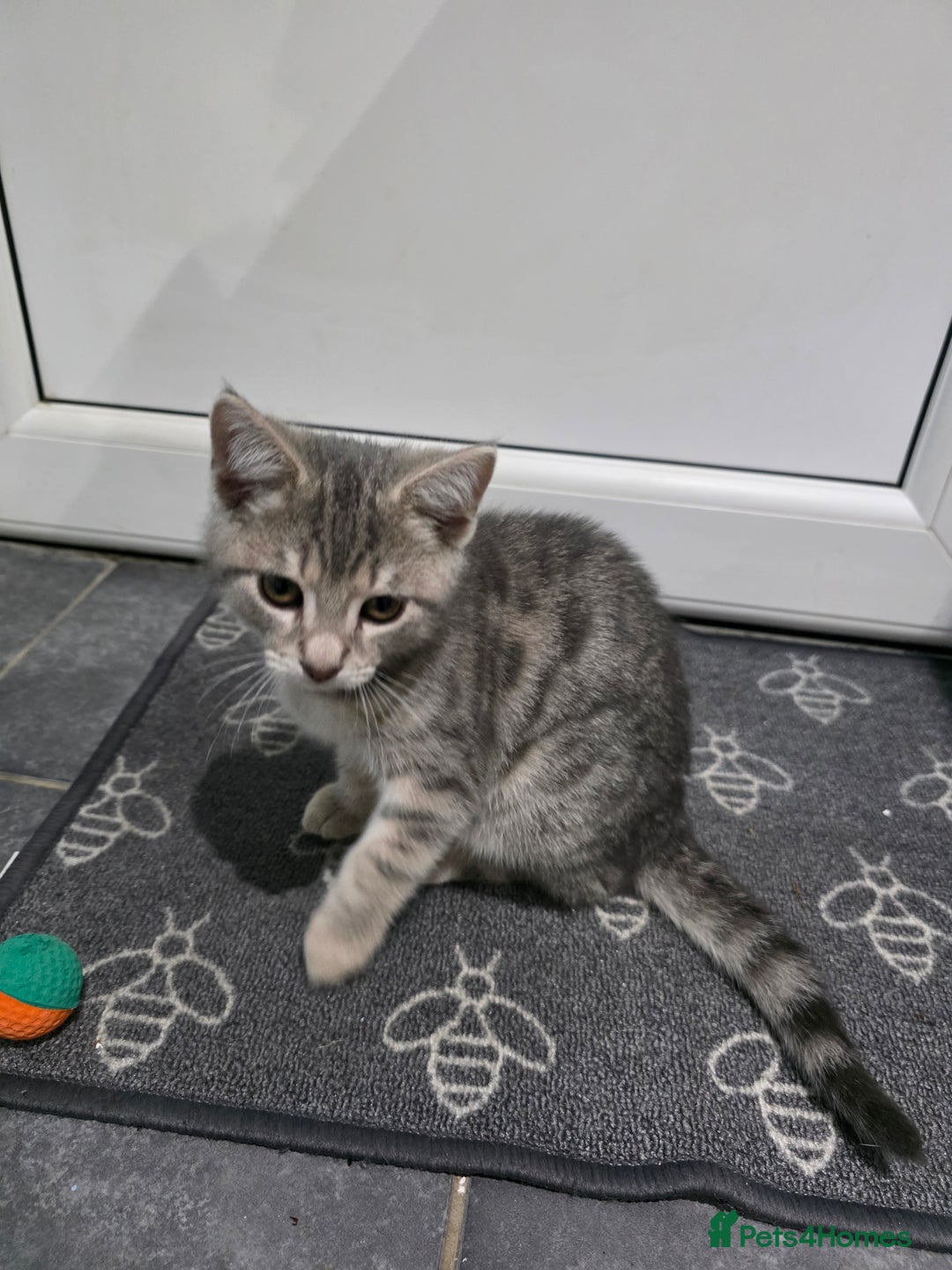 Domestic Shorthair cats for sale: Male Kitten looking for a new home - Image 5