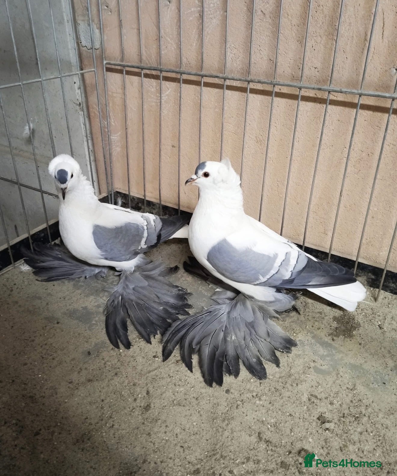 Pigeons birds Beautiful Quality Pigeons Healthy & Well Cared For - Advert 2