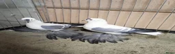 Pigeons birds for sale: Beautiful Quality Pigeons Healthy & Well Cared For - Advert 31