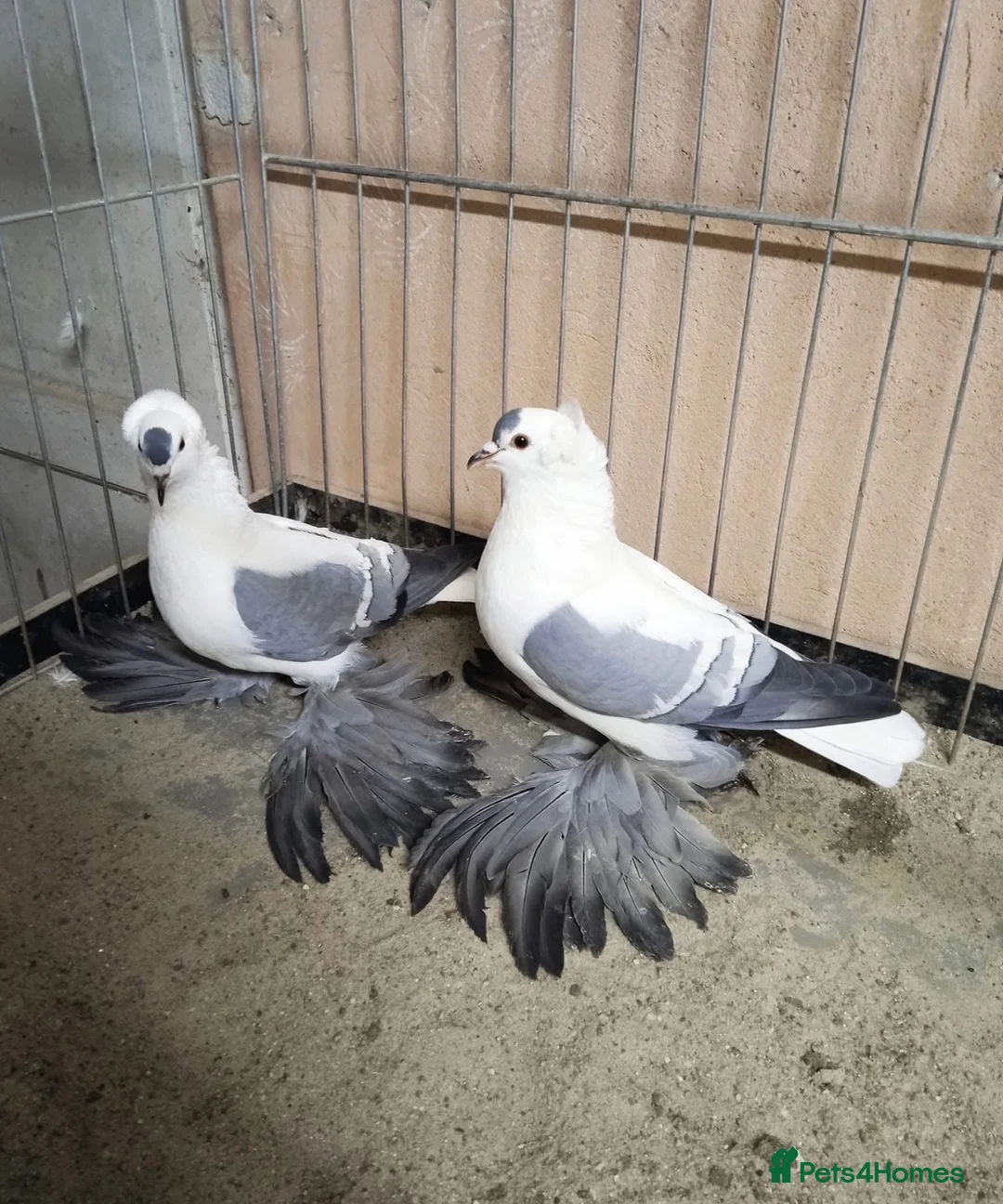 Pigeons birds for sale: Beautiful Quality Pigeons Healthy & Well Cared For - Advert 31