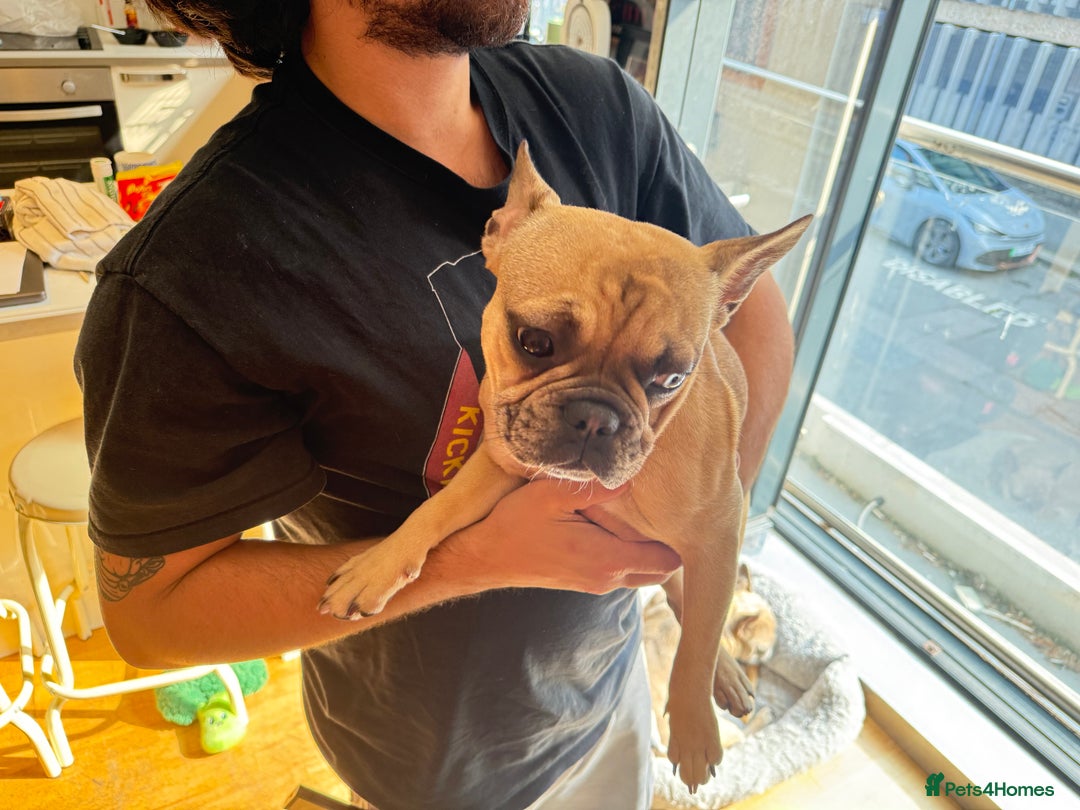 French Bulldog dogs for sale: French bulldog girl Riri - Image 2