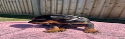 Dobermann dogs for sale: 9 Doberman Puppies- Ready to leave 6th June - Advert 28