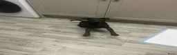 Mixed Breed dogs for sale: 6 month old patterdale x Lakeland  in Llandudno Junction - Advert 5