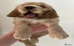 Cocker Spaniel dogs for sale: English Show Cocker Spaniel litter Waiting list  - Image 5
