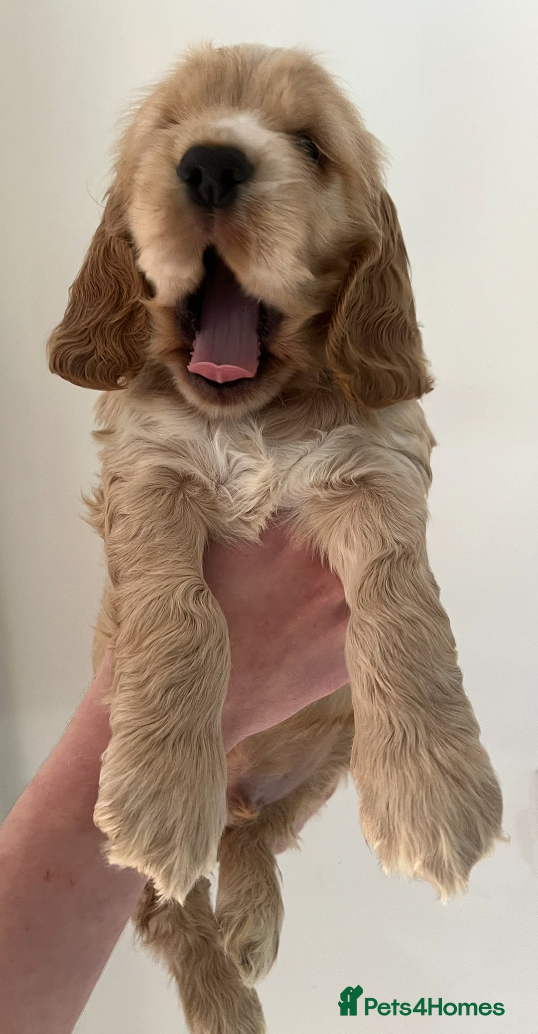Cocker Spaniel dogs for sale: English Show Cocker Spaniel litter Waiting list  - Image 5
