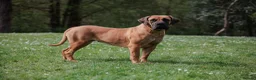 Boerboel dogs for sale: Stunning litter arrived- waitlist open - Advert 14