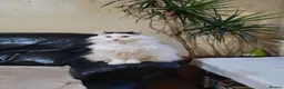 Turkish Angora cats for sale: Turkish angora mixed - Advert 1