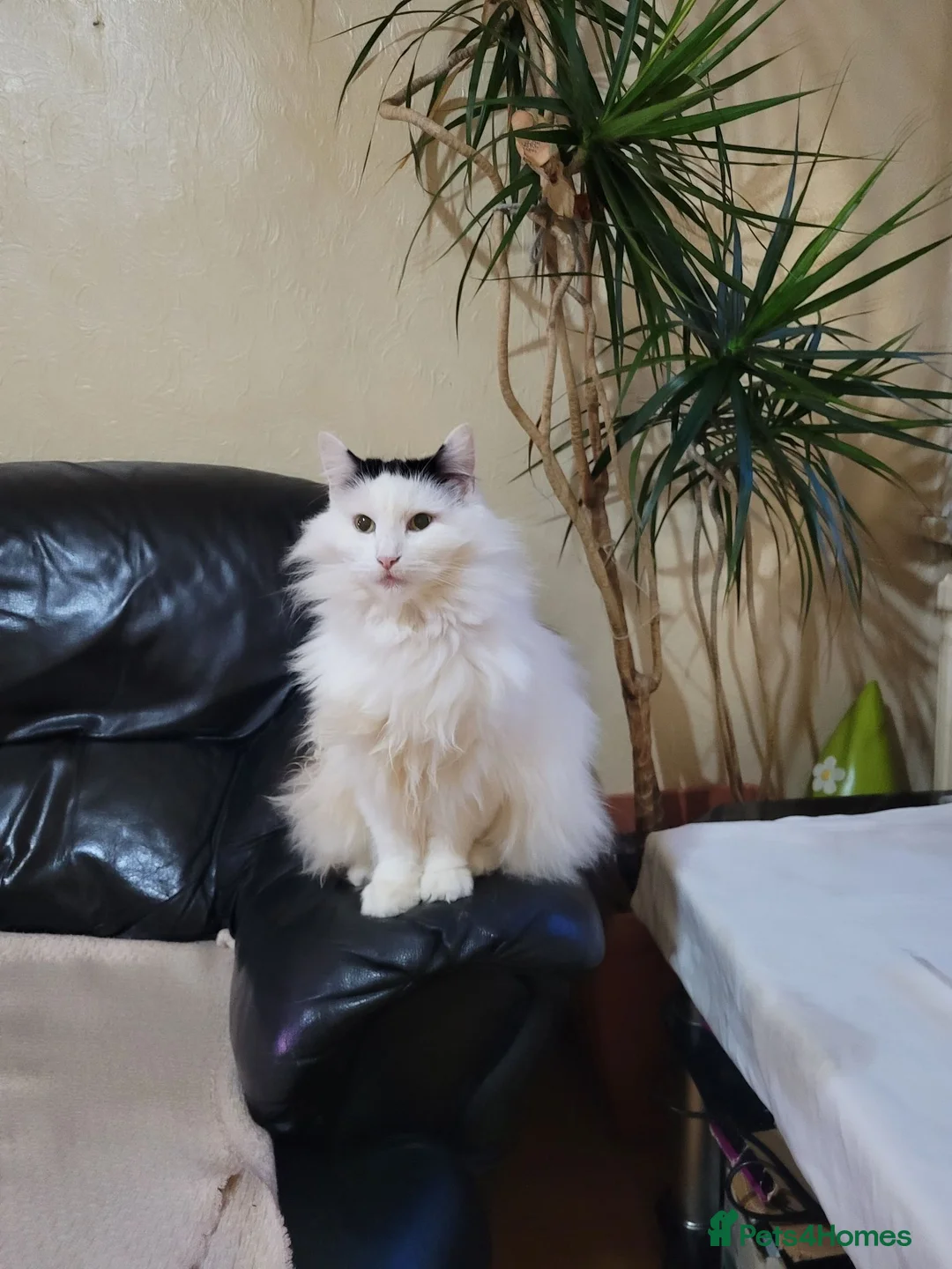 Turkish Angora cats for sale: Turkish angora mixed - Advert 1
