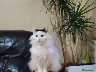 Turkish Angora cats Turkish angora mixed - Advert 1