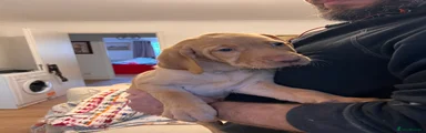 Labrador Retriever Puppy 3