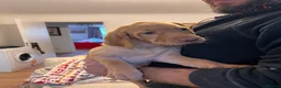 Labrador Retriever dogs for sale: Beautiful Labradors puppy’s looking for a new home - Advert 6