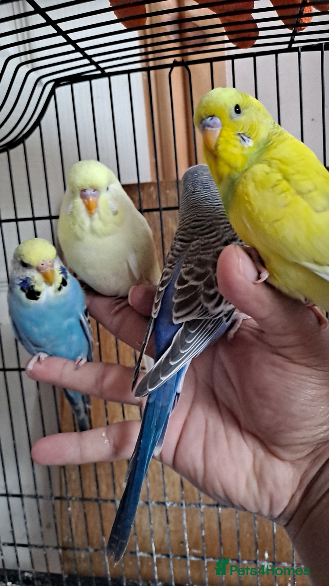 Budgerigars birds for sale: Silly hand tamed baby budgies for sale  - Advert 6