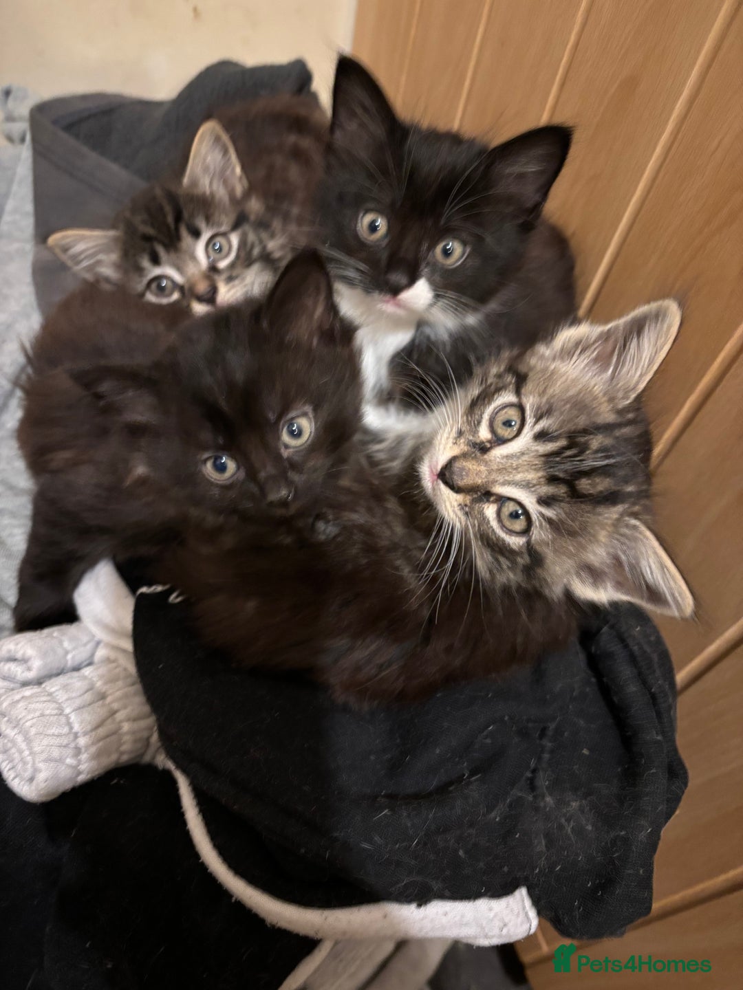 Domestic Shorthair cats for sale: Kittens for sale - Advert 3