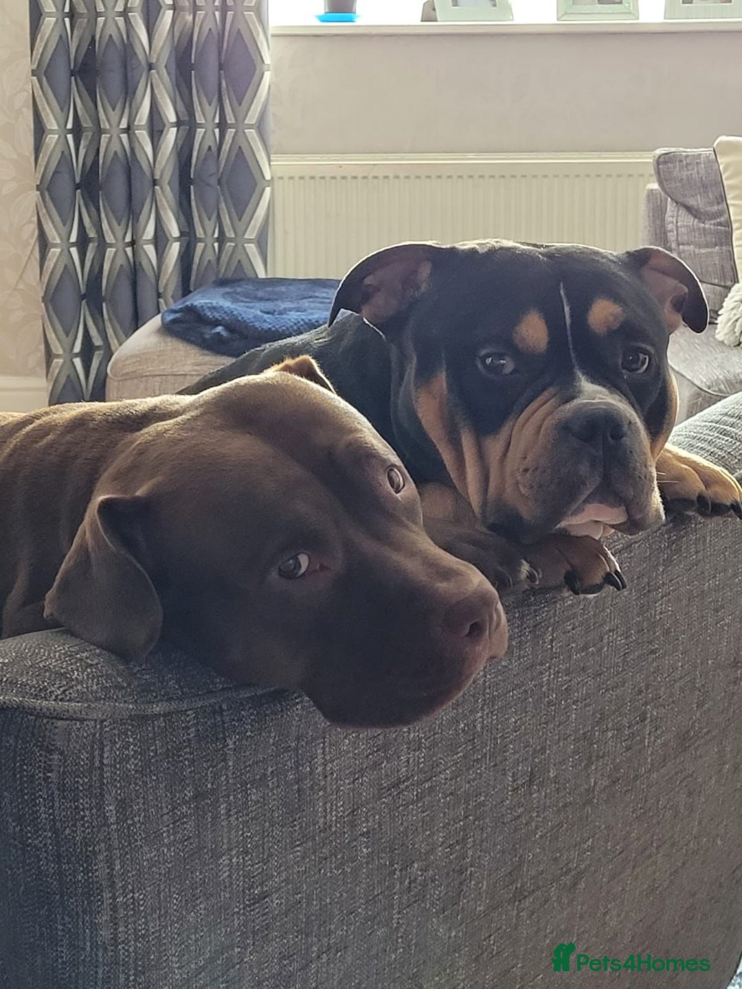 American Bully dogs for sale: princess for rehoming - Image 5
