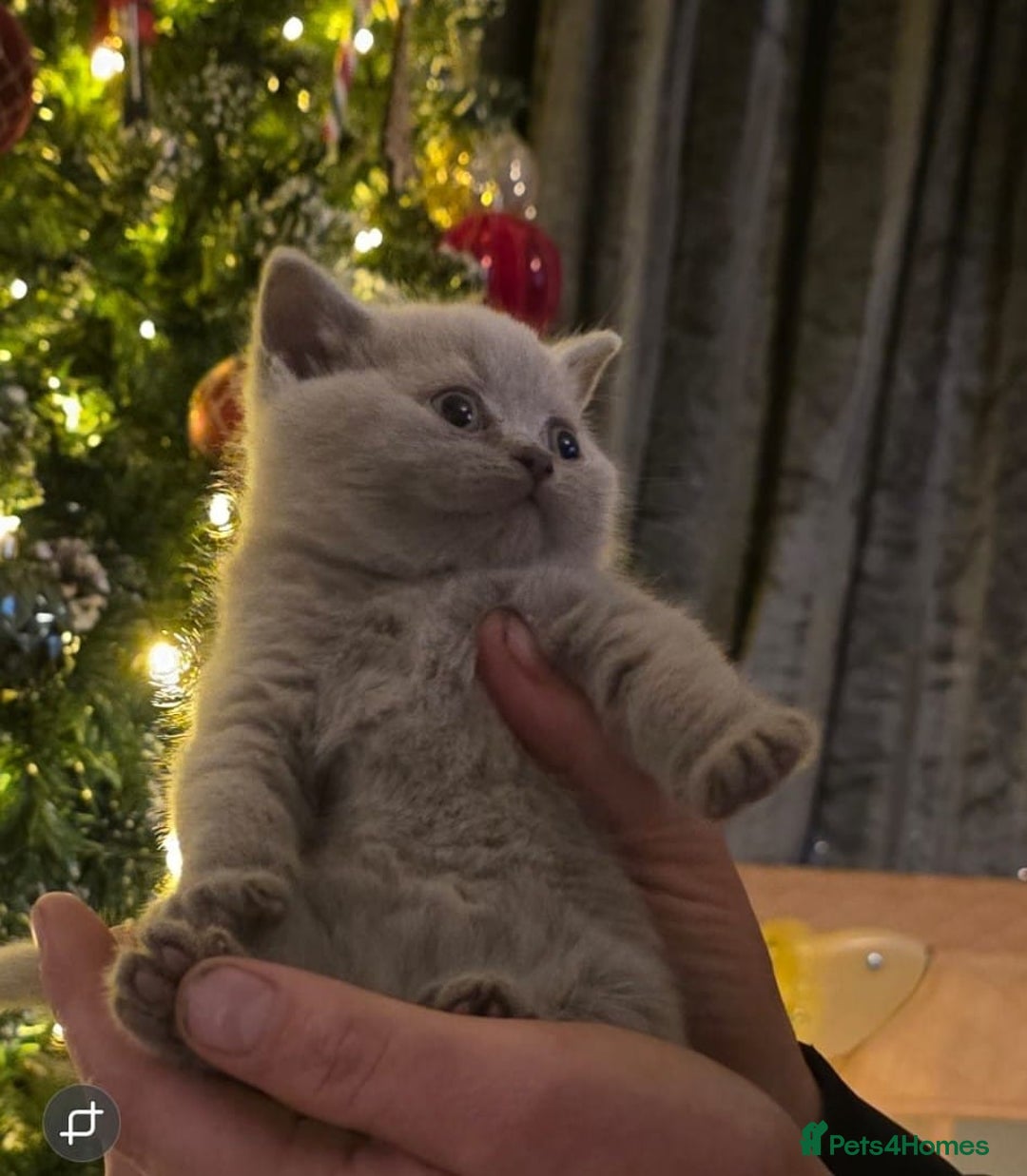 British Shorthair cats for sale: X2 British shorthair female kittens  - Advert 9