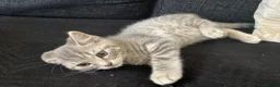British Shorthair cats for sale: 5 beautiful BSH kittens, 2 girls & 1 boy left - Advert 18