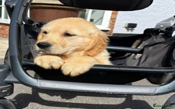 Golden Retriever dogs for sale: 🤩 (Ready to go) Traditional Golden retrievers 🤩 in Market Rasen - Image 5