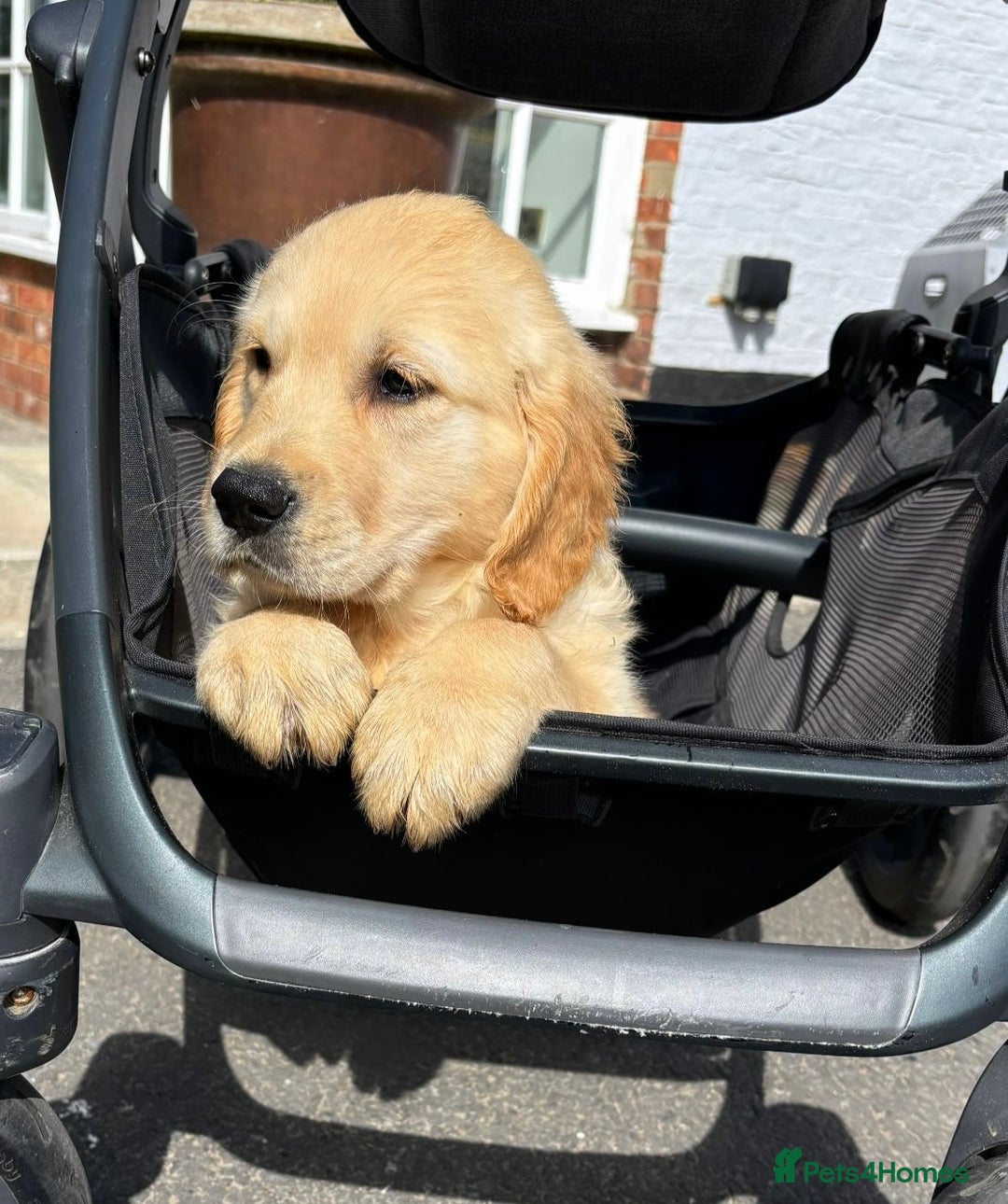 Golden Retriever dogs for sale: 🤩 (Ready to go) Traditional Golden retrievers 🤩 in Market Rasen - Image 5